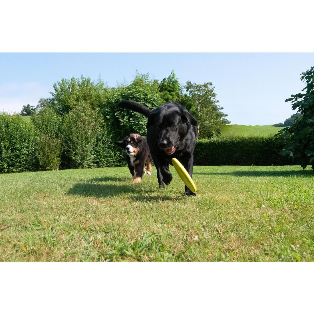 Dogs' Flying Disc - Image 10