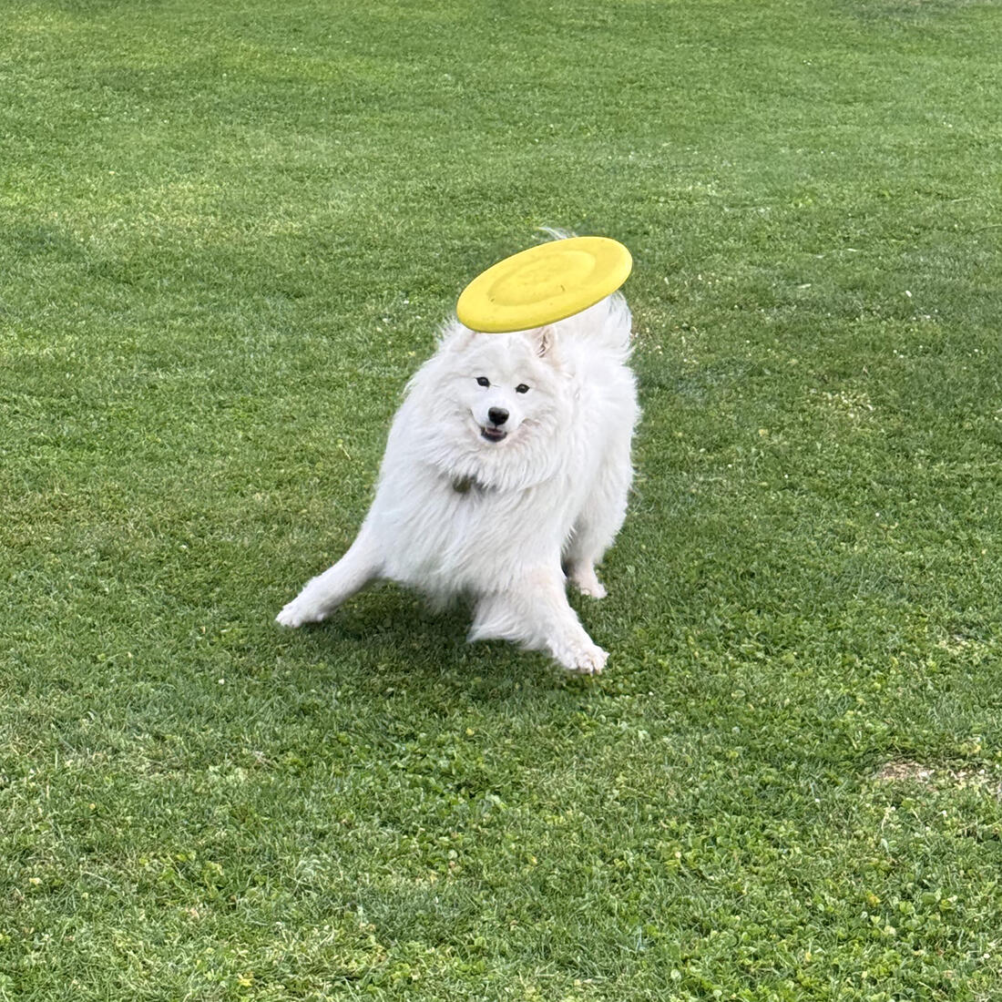 Dogs' Flying Disc - Image 2